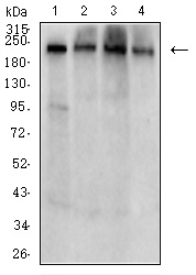 Mouse Monoclonal Antibody to SMARCA2