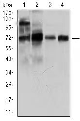 Mouse Monoclonal Antibody to CLGN
