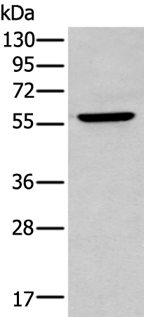 Rabbit Polyclonal Antibody to ZNF34