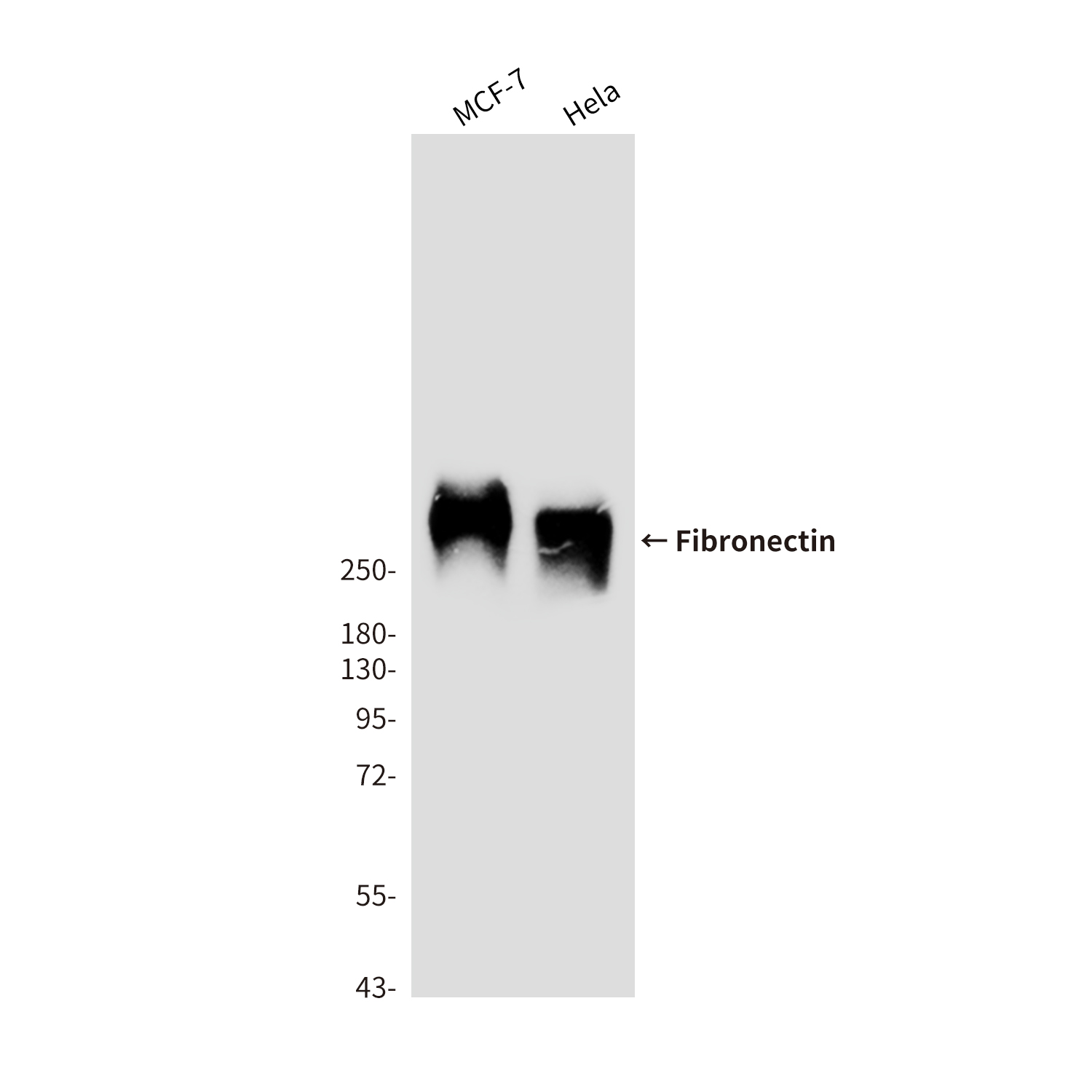 Mouse Monoclonal Antibody to FN1