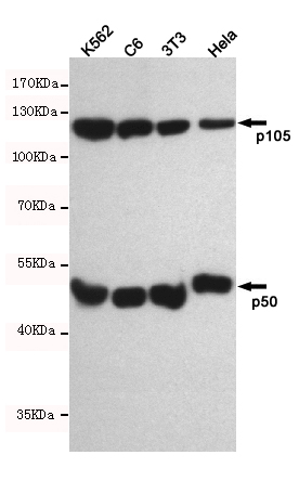 Mouse Monoclonal Antibody to NFKB1