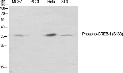 Rabbit Polyclonal Antibody to Phospho-CREB (Ser133)