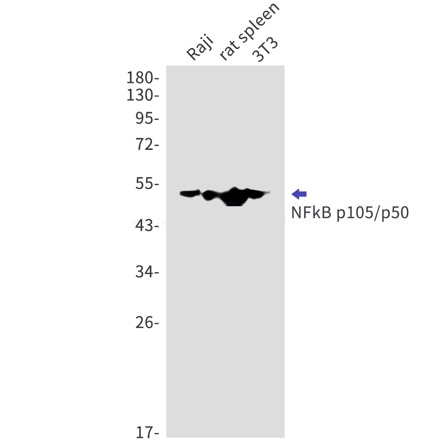 Rabbit Polyclonal Antibody to NFKB1