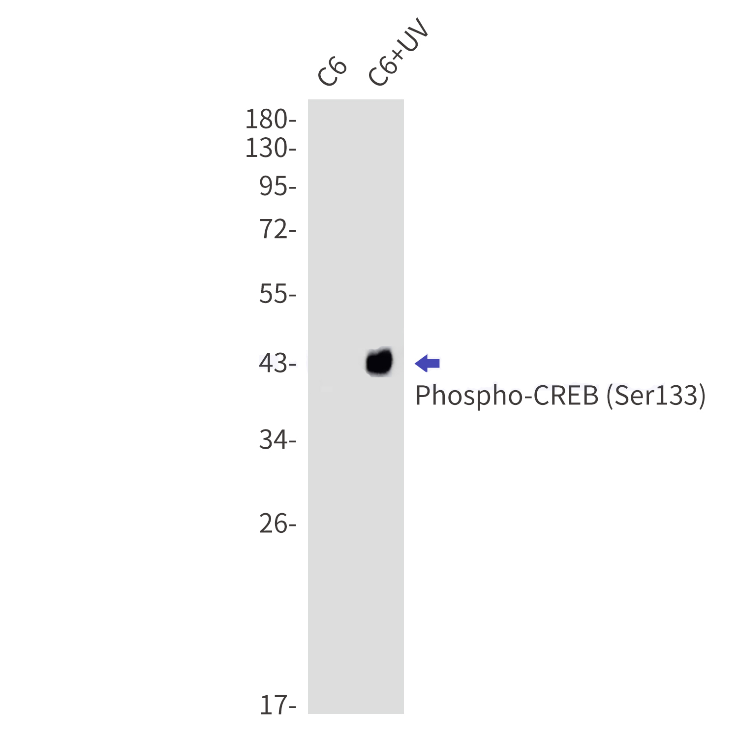 Rabbit Monoclonal Antibody to Phospho-CREB (Ser133)