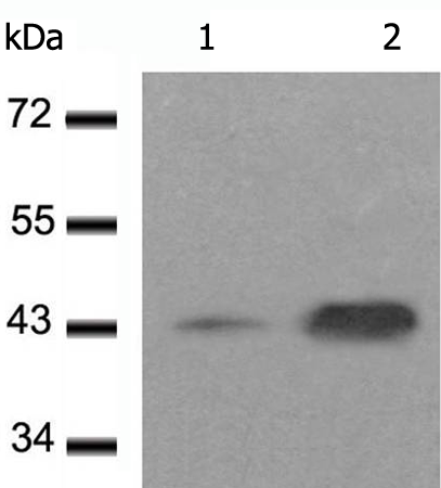 Rabbit Polyclonal Antibody to Phospho-CREB (Ser133)