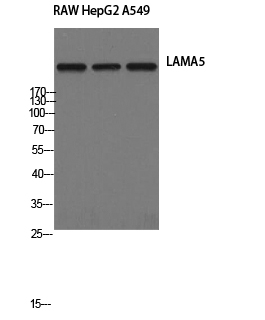 Rabbit Polyclonal Antibody to LAMA5
