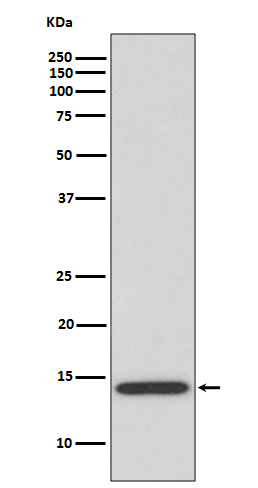 Rabbit Polyclonal Antibody to IL4