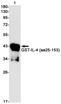 Rabbit Monoclonal Antibody to IL4