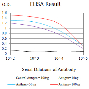 Mouse Monoclonal Antibody to AMBRA1