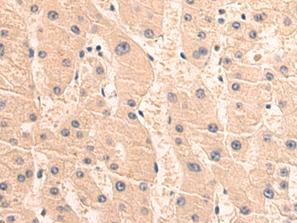 Rabbit Polyclonal Antibody to TLR4