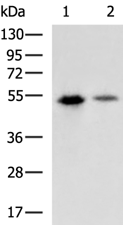 Rabbit Polyclonal Antibody to HA Tag