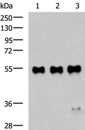 Rabbit Polyclonal Antibody to c-Myc Tag