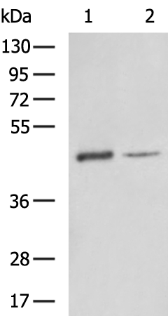 Rabbit Polyclonal Antibody to ACTIN