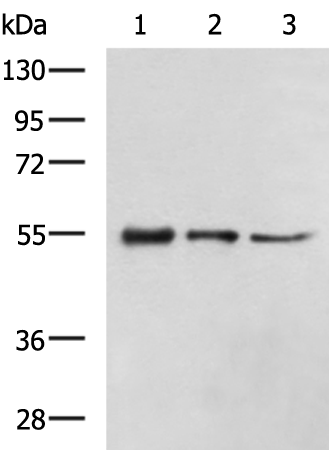 Rabbit Polyclonal Antibody to TUBB3