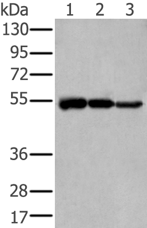Rabbit Polyclonal Antibody to TUBA4A