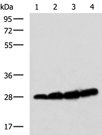 Rabbit Polyclonal Antibody to GST Tag