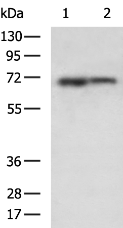 Rabbit Polyclonal Antibody to ALB