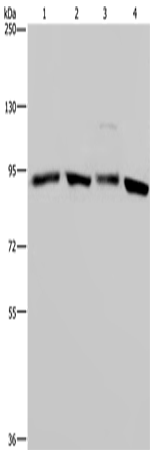 Rabbit Polyclonal Antibody to HSP90AA1