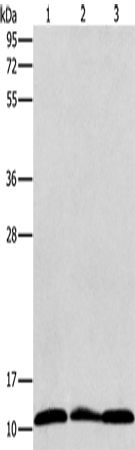 Rabbit Polyclonal Antibody to RPS27