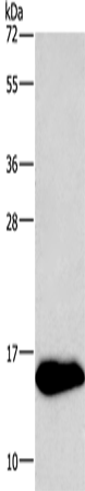 Rabbit Polyclonal Antibody to NRGN