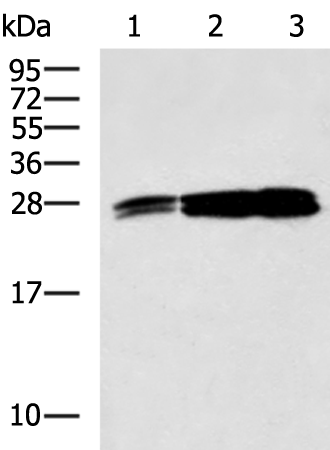 Rabbit Polyclonal Antibody to YWHAE