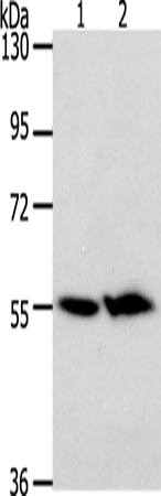 Rabbit Polyclonal Antibody to ACOT2