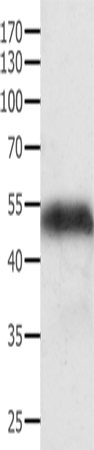 Rabbit Polyclonal Antibody to ACTG1