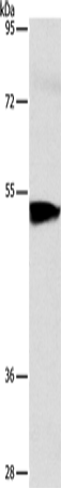Rabbit Polyclonal Antibody to ACVR1B