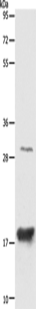 Rabbit Polyclonal Antibody to AGR2