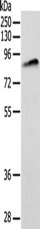 Rabbit Polyclonal Antibody to ANTXR1