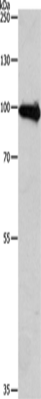 Rabbit Polyclonal Antibody to APLP1