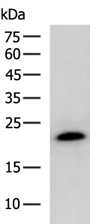 Rabbit Polyclonal Antibody to BAX