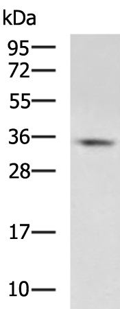 Rabbit Polyclonal Antibody to CASP3