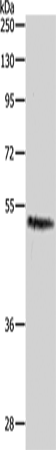 Rabbit Polyclonal Antibody to CASP2