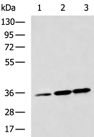 Rabbit Polyclonal Antibody to CASP1