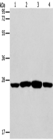 Rabbit Polyclonal Antibody to CASP14