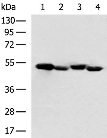 Rabbit Polyclonal Antibody to TP53