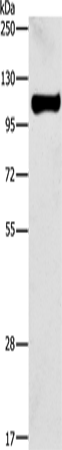 Rabbit Polyclonal Antibody to STAT6