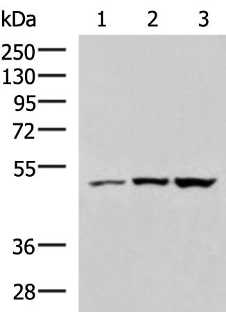 Rabbit Polyclonal Antibody to FAS