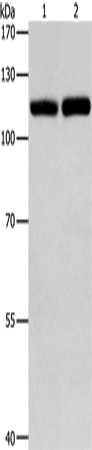 Rabbit Polyclonal Antibody to TLR3
