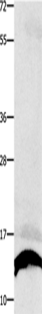 Rabbit Polyclonal Antibody to COX5B