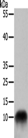 Rabbit Polyclonal Antibody to COX7B