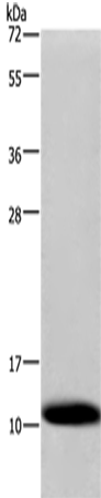 Rabbit Polyclonal Antibody to COX6B1