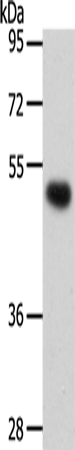 Rabbit Polyclonal Antibody to SMAD5