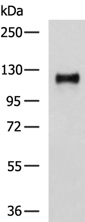 Rabbit Polyclonal Antibody to NFKB1