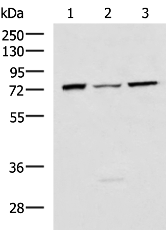 Rabbit Polyclonal Antibody to RELA