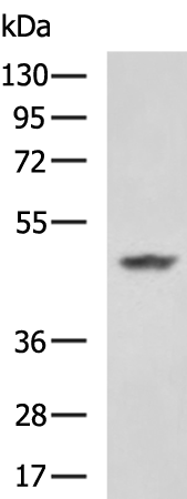 Rabbit Polyclonal Antibody to NFKBIB