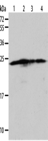 Rabbit Polyclonal Antibody to BAK1