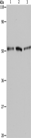 Rabbit Polyclonal Antibody to BAG5