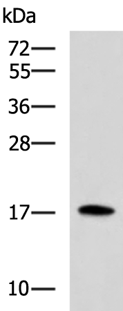 Rabbit Polyclonal Antibody to BCL2L15